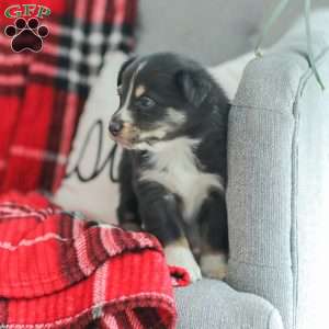 Ella, Australian Shepherd Puppy