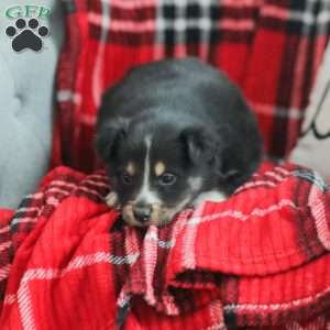 Ella, Australian Shepherd Puppy