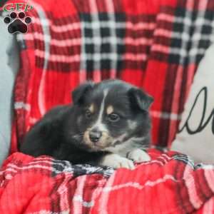 Ella, Australian Shepherd Puppy