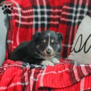 Ella, Australian Shepherd Puppy