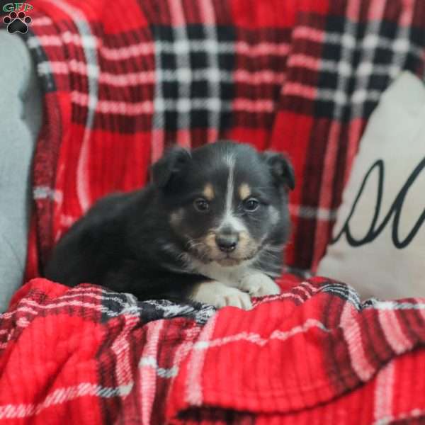 Ella, Australian Shepherd Puppy