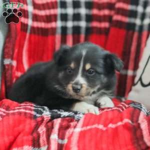 Ella, Australian Shepherd Puppy