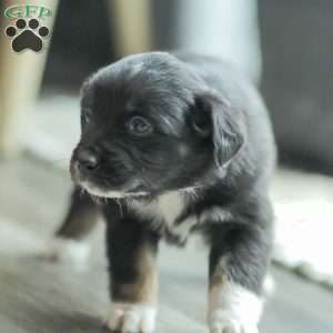 Evelyn, Australian Shepherd Puppy