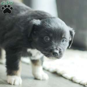 Evelyn, Australian Shepherd Puppy