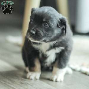 Evelyn, Australian Shepherd Puppy