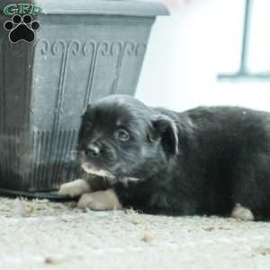 Evelyn, Australian Shepherd Puppy