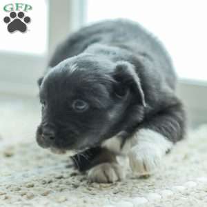 Evelyn, Australian Shepherd Puppy