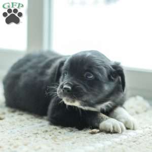 Evelyn, Australian Shepherd Puppy