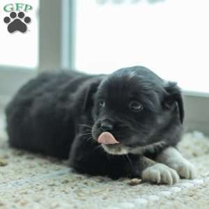 Evelyn, Australian Shepherd Puppy