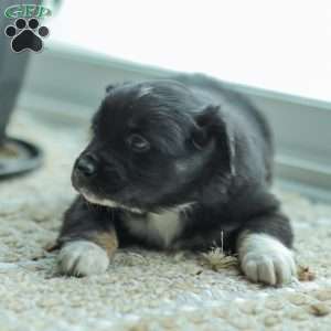 Evelyn, Australian Shepherd Puppy