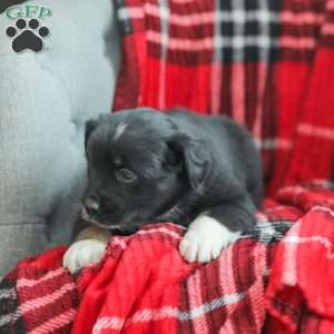 Evelyn, Australian Shepherd Puppy