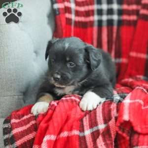 Evelyn, Australian Shepherd Puppy