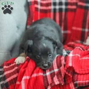 Evelyn, Australian Shepherd Puppy