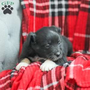Evelyn, Australian Shepherd Puppy