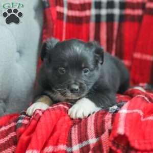 Evelyn, Australian Shepherd Puppy