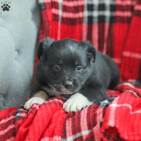 Evelyn, Australian Shepherd Puppy