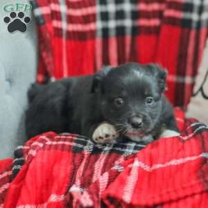 Evelyn, Australian Shepherd Puppy
