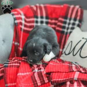 Evelyn, Australian Shepherd Puppy