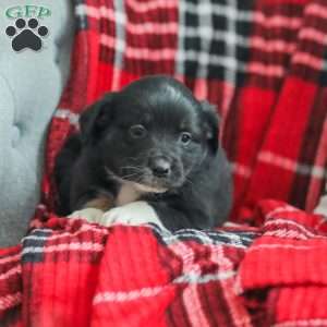 Evelyn, Australian Shepherd Puppy