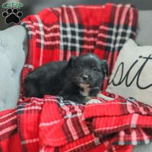 Evelyn, Australian Shepherd Puppy