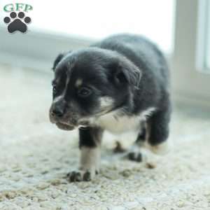 Everly, Australian Shepherd Puppy
