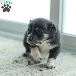 Everly, Australian Shepherd Puppy