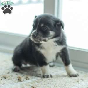 Everly, Australian Shepherd Puppy