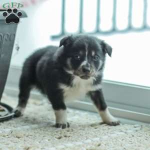 Everly, Australian Shepherd Puppy