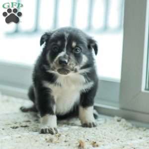 Everly, Australian Shepherd Puppy