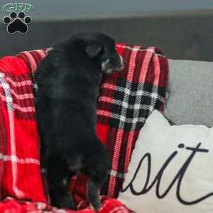 Everly, Australian Shepherd Puppy