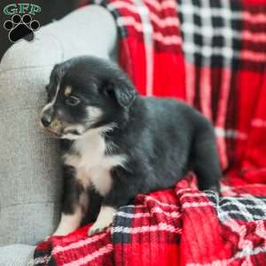 Everly, Australian Shepherd Puppy