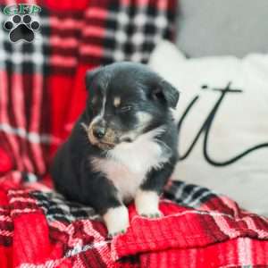 Everly, Australian Shepherd Puppy