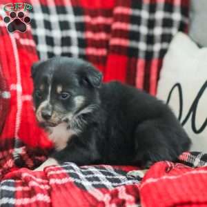 Everly, Australian Shepherd Puppy