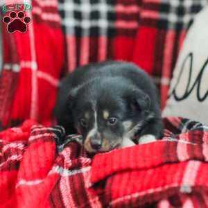 Everly, Australian Shepherd Puppy