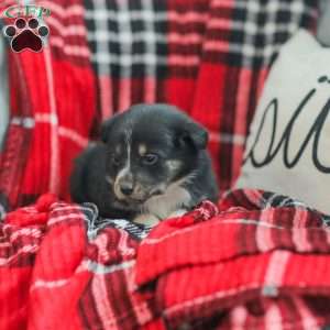 Everly, Australian Shepherd Puppy
