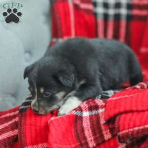 Everly, Australian Shepherd Puppy