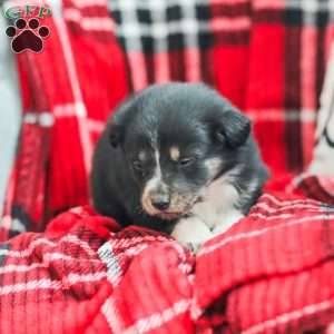 Everly, Australian Shepherd Puppy