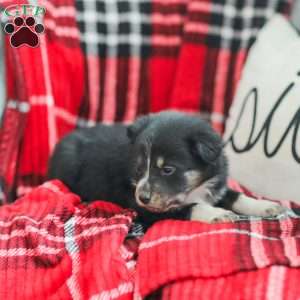 Everly, Australian Shepherd Puppy