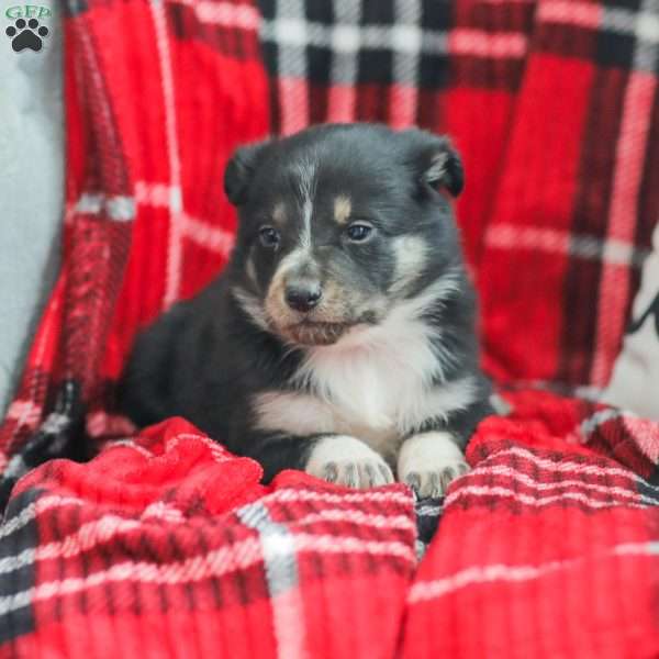 Everly, Australian Shepherd Puppy