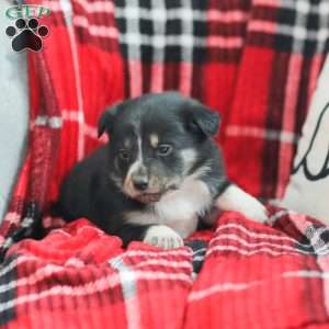 Everly, Australian Shepherd Puppy