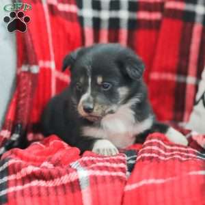 Everly, Australian Shepherd Puppy