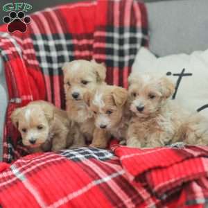 Nathan, Maltipoo Puppy