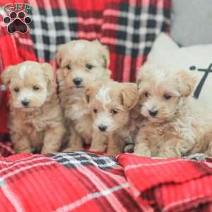 Nick, Maltipoo Puppy