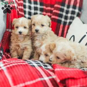 Nathan, Maltipoo Puppy