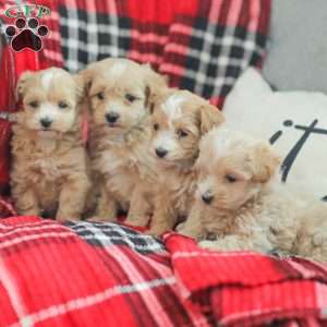 Noel, Maltipoo Puppy