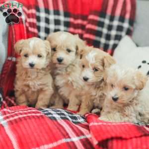 Nathan, Maltipoo Puppy