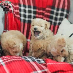 Nathan, Maltipoo Puppy