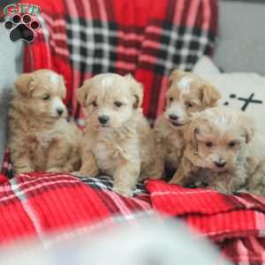 Nathan, Maltipoo Puppy