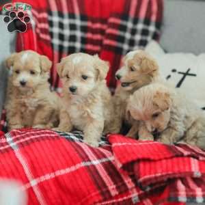 Nick, Maltipoo Puppy