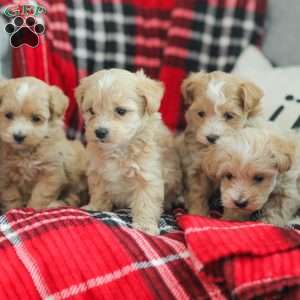 Nora, Maltipoo Puppy